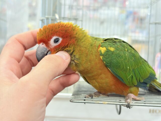 コガネメキシコインコ