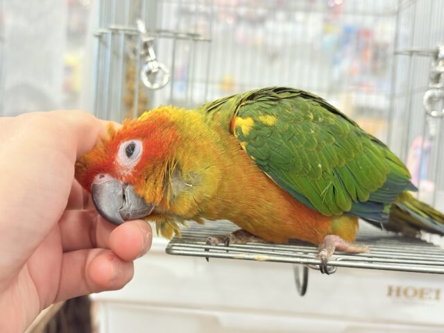 コガネメキシコインコ