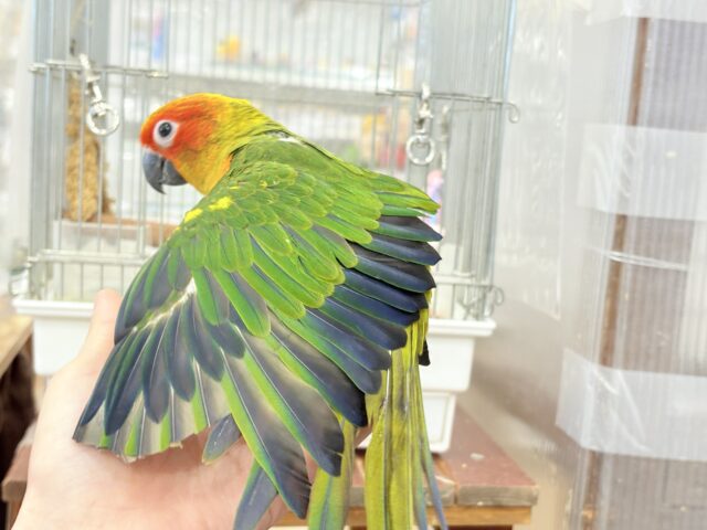 コガネメキシコインコ