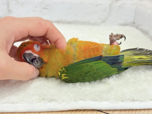 コガネメキシコインコ