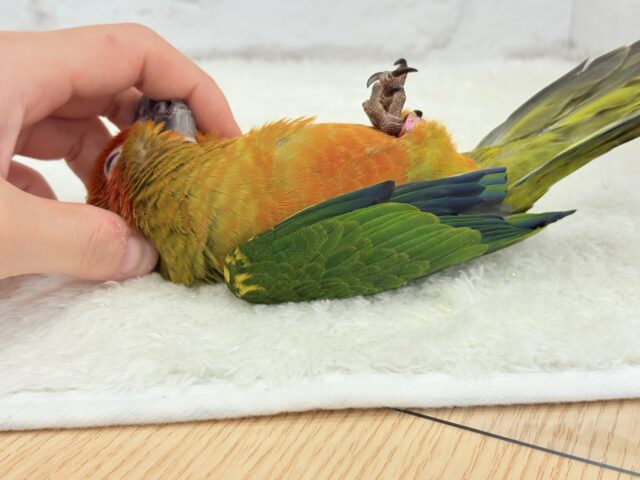 コガネメキシコインコ