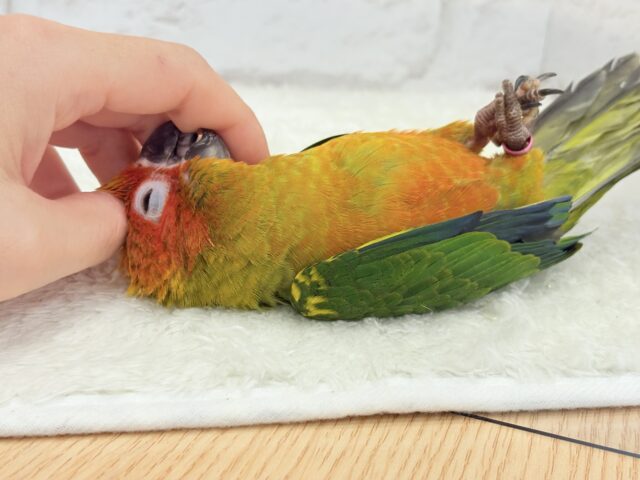 コガネメキシコインコ