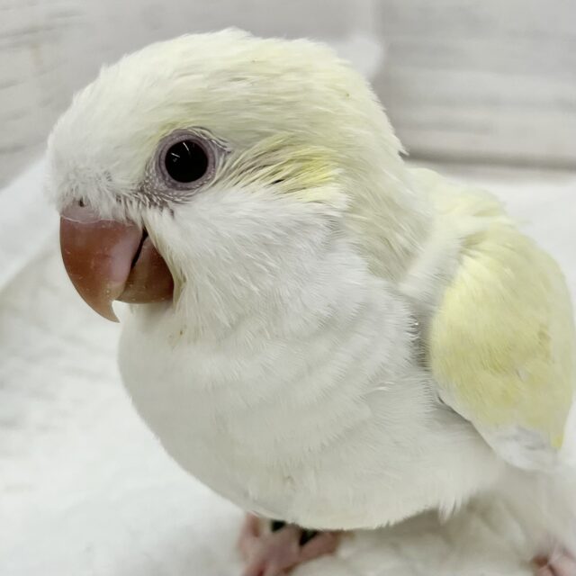 ほわほわクリーミー🍦💛✨オキナインコ（クリーム）