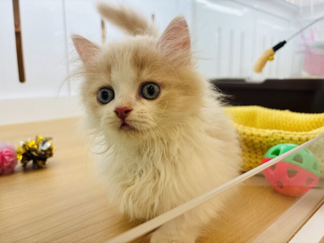 ミヌエット