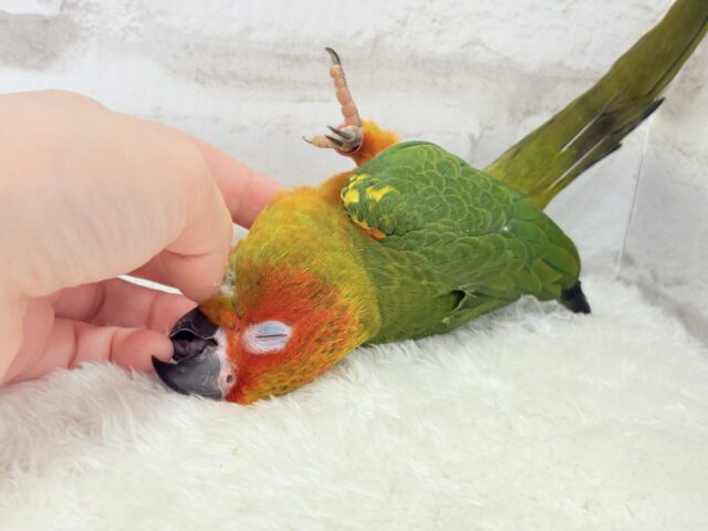 コガネメキシコインコ