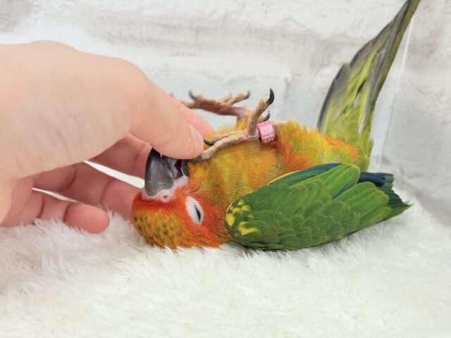 コガネメキシコインコ