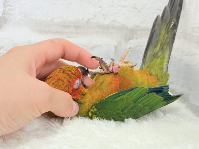 コガネメキシコインコ