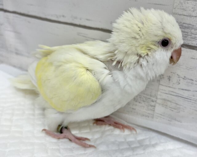 オキナインコ