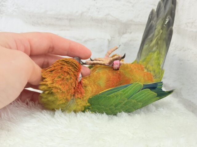 コガネメキシコインコ