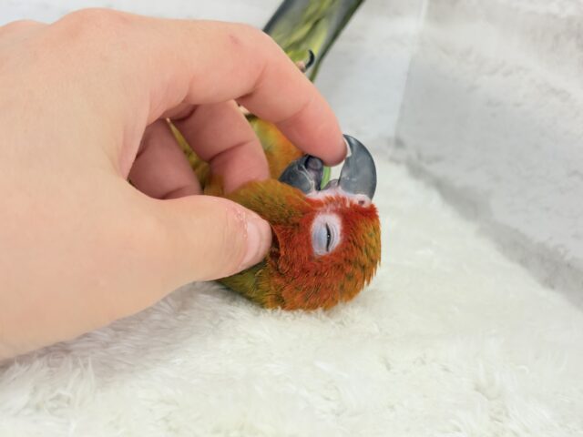 コガネメキシコインコ