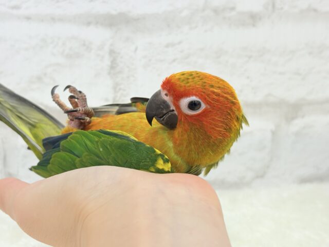 コガネメキシコインコ