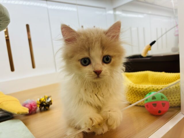 ミヌエット