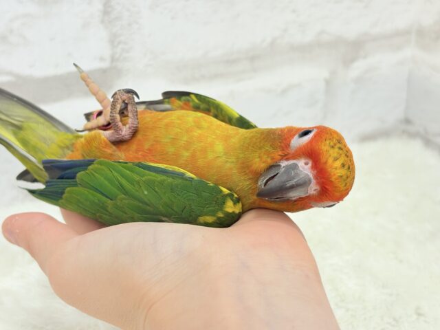コガネメキシコインコ