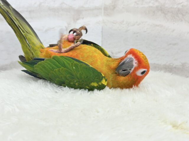 コガネメキシコインコ