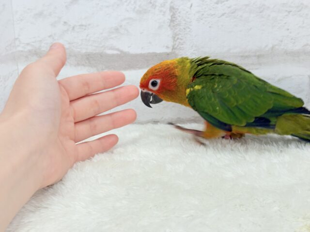 コガネメキシコインコ