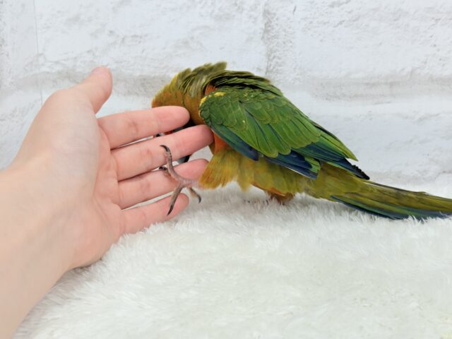 コガネメキシコインコ