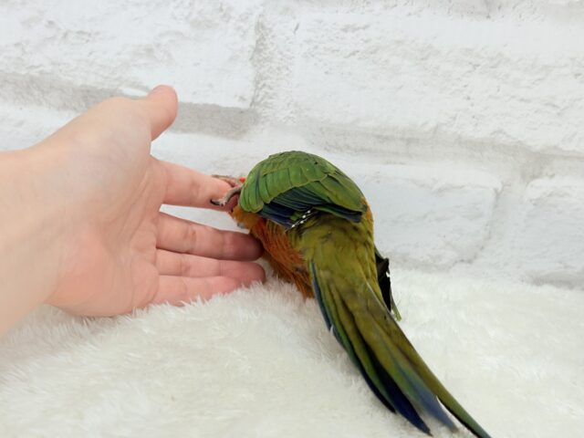 コガネメキシコインコ