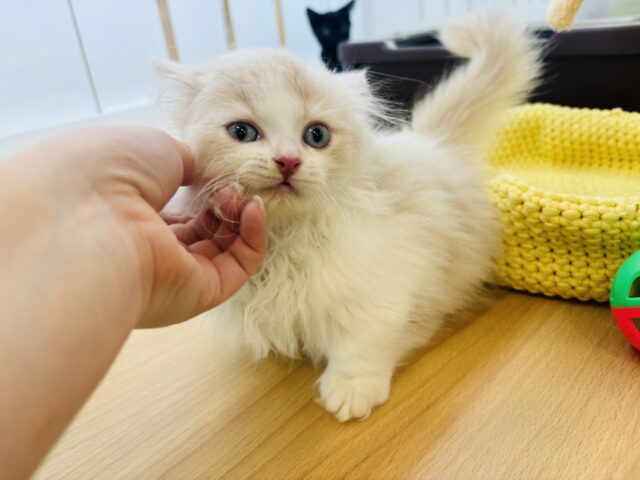 ミヌエット