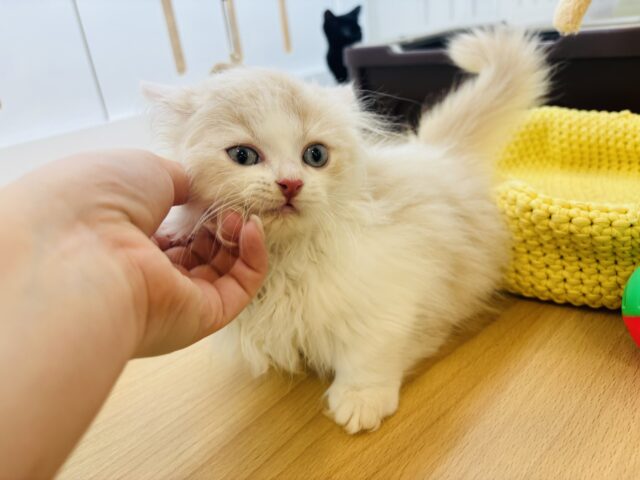 ミヌエット