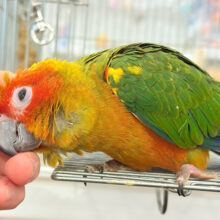 【最新画像更新🪄】情熱カラーの元気っ子🌻🧡コガネメキシコインコ(男の子) ヒナ