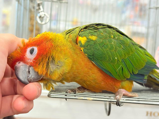 【最新画像更新🪄】情熱カラーの元気っ子🌻🧡コガネメキシコインコ(男の子) ヒナ