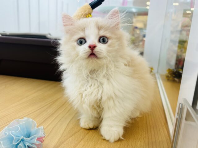 ミヌエット