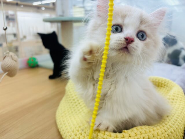 ミヌエット
