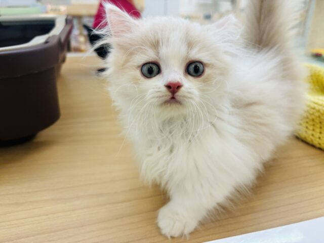 ミヌエット