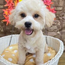 🐾元気BOY🐾ハーフ犬(ペキニーズ✖️トイプードル)🩵男の子🩵2025年2月1日生まれ
