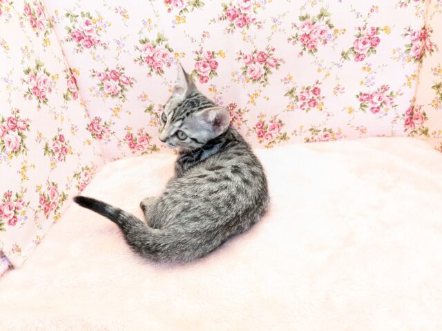 マンチカン