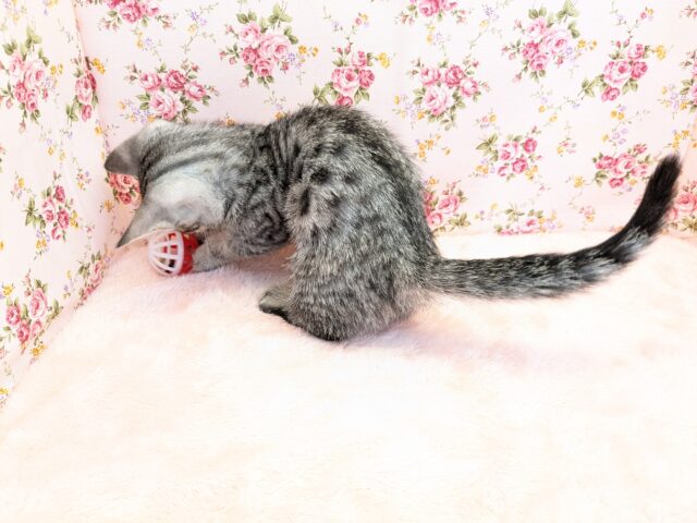 マンチカン