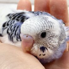 セキセイインコ（ブルーパイド）　青と白の人気カラー！
