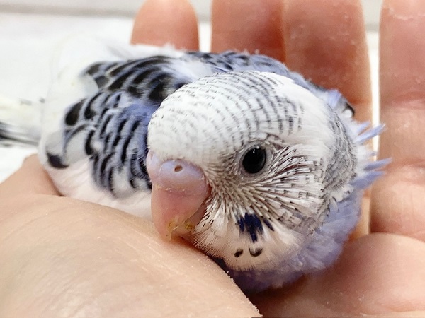 セキセイインコ（ブルーパイド）　青と白の人気カラー！