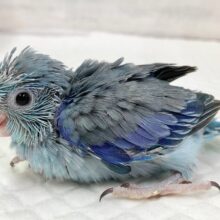 マメルリハ（ブルー）　小さなブルーの人気者！