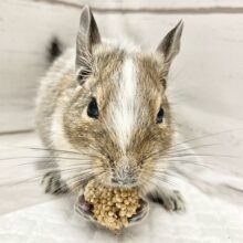 デグー（パイド）　男の子　静かな雰囲気の毛色が個性的！