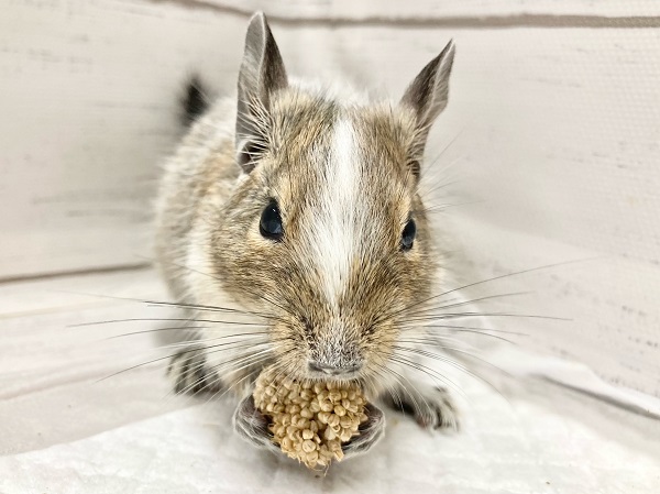 デグー（パイド）　男の子　静かな雰囲気の毛色が個性的！