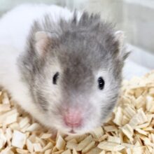 最新画像！セーブルハムスター（バンデット）　白が眩しい！おっとり系男子です！
