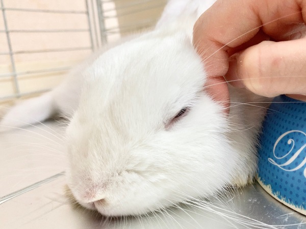ドワーフホト