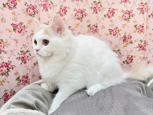 サイベリアン