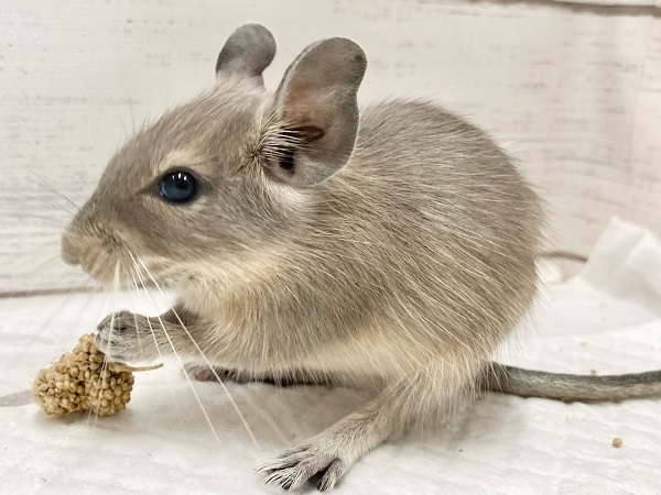 デグー