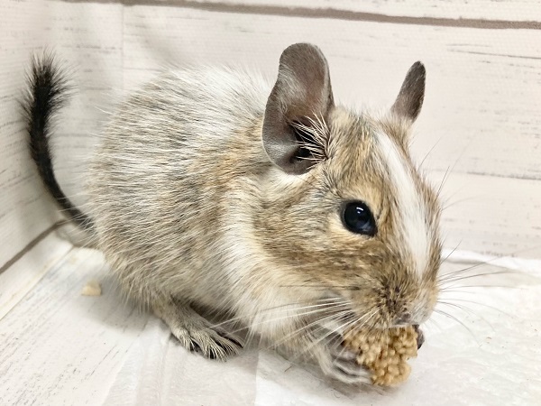 デグー