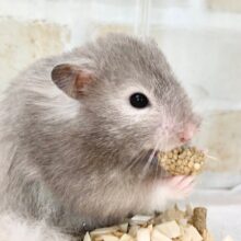 最新画像！セーブルハムスター　男の子　ちょっとずつなれてきてます♪
