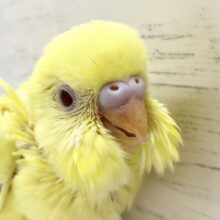 セキセイインコ（ルチノー）　きらきら黄色のインコさん！