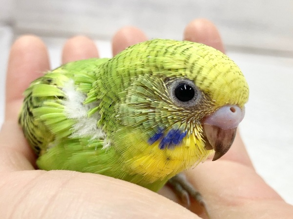 セキセイインコ（グリーンオパーリン）　元気いっぱい猛ダッシュ！
