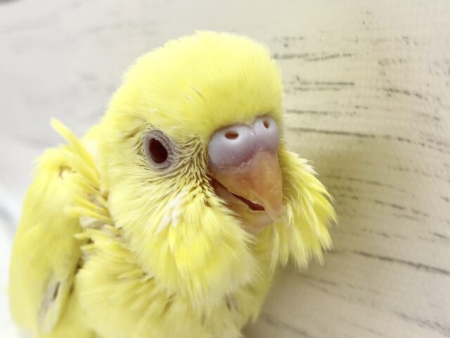 セキセイインコ（ルチノー）　きらきら黄色のインコさん！