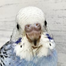 セキセイインコ（ブルーオパーリン）　青と白と黒！きれいなカラーの子が来ました♪