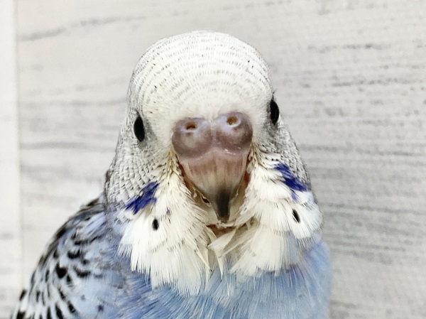 セキセイインコ（ブルーオパーリン）　青と白と黒！きれいなカラーの子が来ました♪