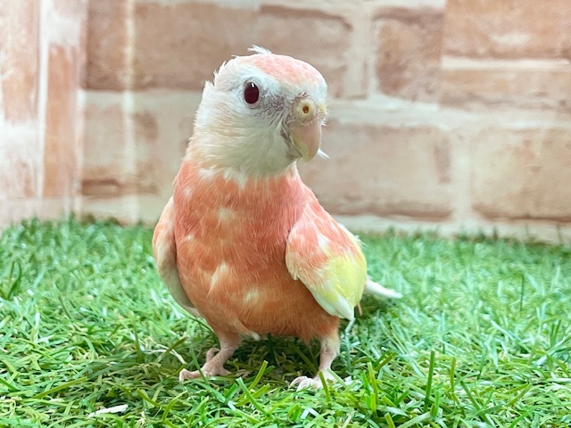 ピンク色のキュートな鳥さん♪　アキクサインコ　2025.8/17撮影