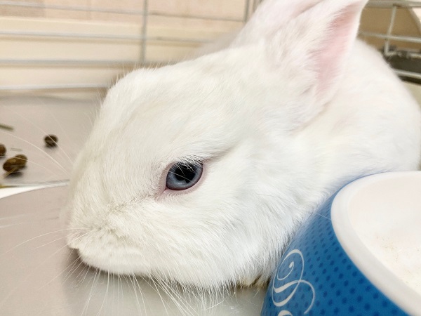 ドワーフホト