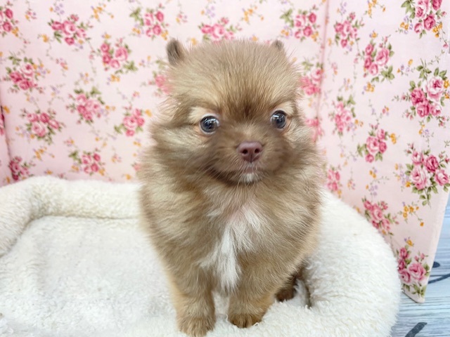 魅惑のもこもこちゃん💕　ハーフ犬（ポメラニアン×チワワ）の女のコ　2025.8/30撮影
